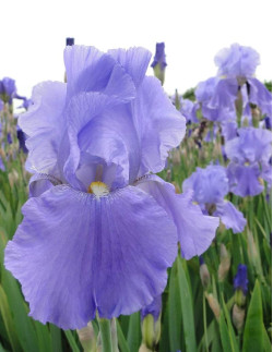 Sea Double - Trädgårdsiris | Iris (Germanica-Gruppen) - Bulbs.se