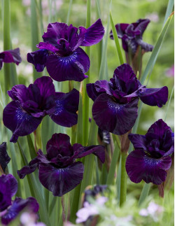 Purplelicious - Rabattiris | Iris (Sibirica-Gruppen) - Bulbs.se