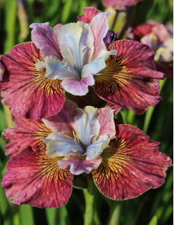 Painted Woman - Rabattiris | Iris (Sibirica-Gruppen) - Bulbs.se