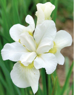 Gull's Wing - Rabattiris | Iris (Sibirica-Gruppen) - Bulbs.se