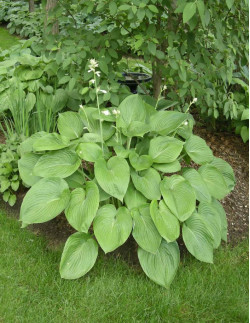 T-Rex - Hosta | Hosta - Bulbs.se