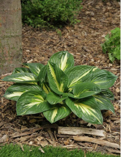 Sting - Hosta | Hosta - Bulbs.se