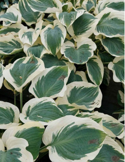 Orion's Belt - Hosta | Hosta - Bulbs.se