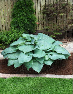 Moonlight Sonata - Hosta | Hosta - Bulbs.se