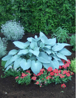 Canadian Blue - Hosta | Hosta - Bulbs.se