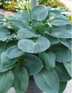 Blue Vision - Hosta | Hosta - Bulbs.se