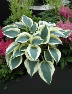 Blue Ivory - Hosta | Hosta - Bulbs.se