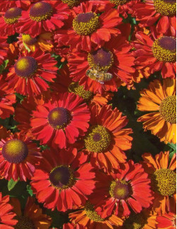Ruby Charm - Trädgårdssolbrud| Helenium (Autumnale-Gruppen) - Bulbs.se