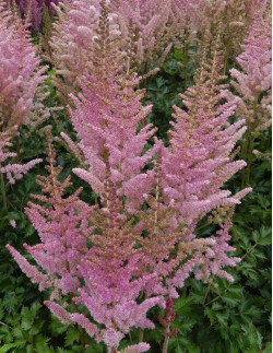 Satin Pearls - Plymastilbe - rosa | Astilbe chinensis - Bulbs.se