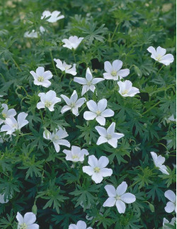 Album - Blodnäva | Geranium sanguineum - Bulbs.se