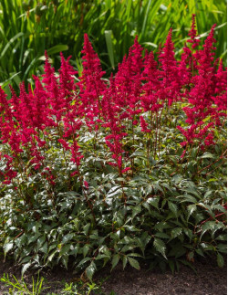 Red Sentinel - Silverastilbe - rubinröd | Astilbe (Japonica-Gruppen) - Bulbs.se