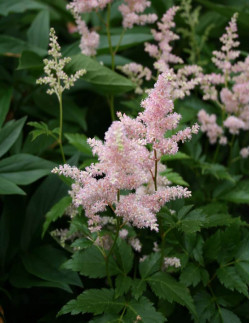 Peach Blossom - Silverastilbe - aprikosrosa | Astilbe (Japonica-Gruppen) - Bulbs.se
