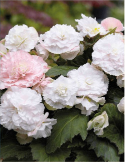 Wummi Apfelblüte - Knölbegonia - ljusrosa | Begonia x tuberhybrida (Wummi-Serien) - Bulbs.se