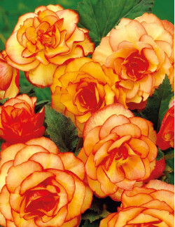 Picotee Yellow & Red - Picoteebegonia| Begonia x tuberhybrida (Picotee-Gruppen) - Bulbs.se