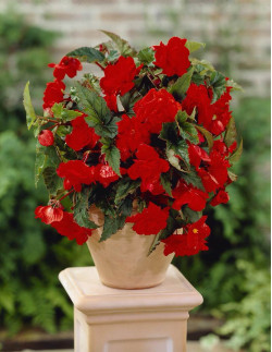 Cascade Scarlet Red - Hängbegonia - röd| Begonia x tuberhybrida (Pendula-Gruppen) - Bulbs.se