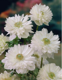 Mount Everest - Bukettanemon - vit| Anemone coronaria (Saint Brigid-Gruppen) - Bulbs.se