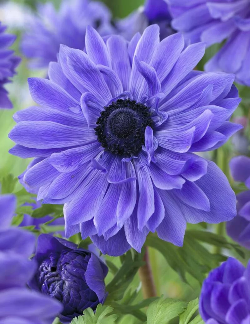 Lord Lieutenant - Bukettanemon - blålila | Anemone coronaria (Saint Brigid-Gruppen) - Bulbs.se