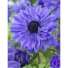 Lord Lieutenant - Bukettanemon - blålila | Anemone coronaria (Saint Brigid-Gruppen) - Bulbs.se