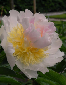 Top Brass - Luktpion | Paeonia lactiflora - Bulbs.se