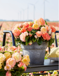 Pastel Compacta - Knölbegonia | Begonia x tuberhybrida - Bulbs.se