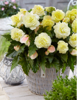 Wummi Creme - Knölbegonia - ljusgul| Begonia x tuberhybrida (Wummi-Serien) - Bulbs.se