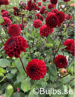 Dark Spirit - Dahlia Boll - mörkröd | Dahlia - Bulbs.se