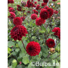Dark Spirit - Dahlia Boll - mörkröd | Dahlia - Bulbs.se
