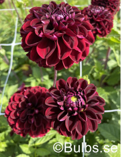 Dark Spirit - Dahlia Boll - mörkröd | Dahlia - Bulbs.se