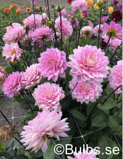 Karma Prospero - Dahlia Dekorativ - ljusrosa | Dahlia - Bulbs.se