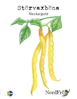 Störvaxböna - Neckargold| Phaseolus vulgaris - Bulbs.se