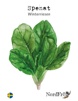 Spenat - Winterriesen | Spinacia oleracea - Bulbs.se