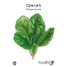 Spenat - Winterriesen | Spinacia oleracea - Bulbs.se