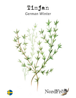 Persilja - Grüne Perle | Petroselinum crispum - Bulbs.se