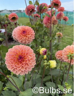 Moderato - Dahlia Boll - aprikosrosa| Dahlia - Bulbs.se