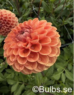 Cornel Bronze - Dahlia Boll - aprikosorange | Dahlia - Bulbs.se