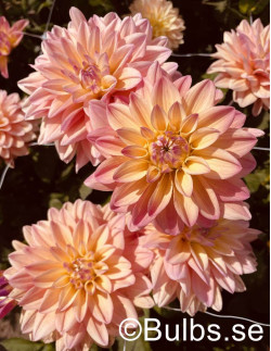 Mondriaan - Dahlia Dekorativ - pastellfärgad | Dahlia - Bulbs.se