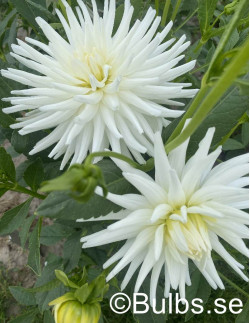 Mount Tacoma - Dahlia Kaktus - vit | Dahlia - Bulbs.se