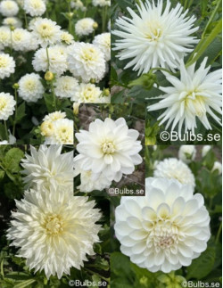 Dahliapaket Vit - 5 st dahlior | Dahlia - Bulbs.se