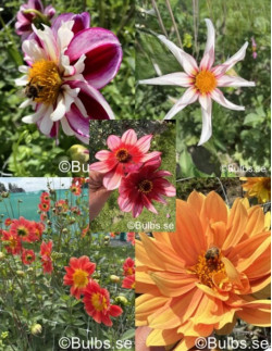 Dahliapaket Pollinatörernas Paradis - 5 st dahlior | Dahlia - Bulbs.se