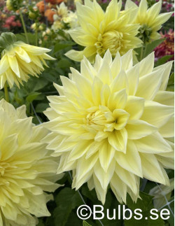 Kelvin Floodlight - Dahlia Dekorativ Jätte - gul | Dahlia - Bulbs.se