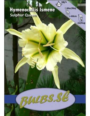 Sulphur Queen - Spindellilja/Lukinlilja