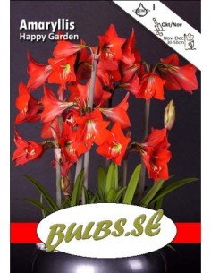 Happy Garden - Amaryllis Kolibri