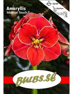 Magical Touch® - Amaryllis...