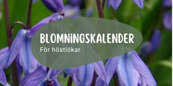 Blomningskalender för höstlökar – så får du en blommande vår från mars till juni 